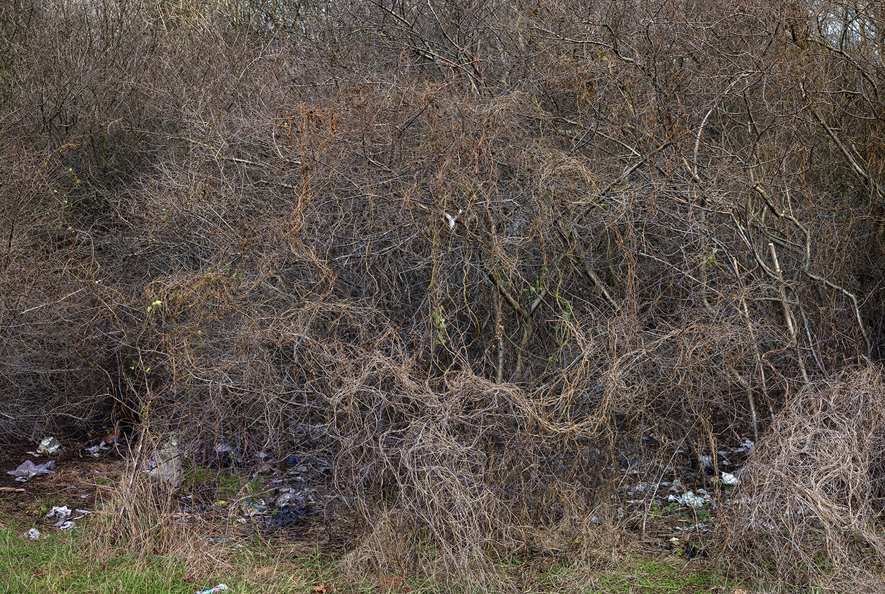 A natural scene focusing on a dense, tall hedgerow. Photographed in high definition at close range so that the twigs and branches form a pattern. There are plastic wrappers and bags in the foreground.