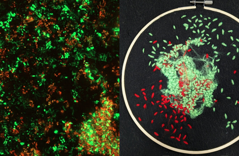 Two images (L - R) - green, yellow and brown bacteria; craft hoop with green and red stitches 