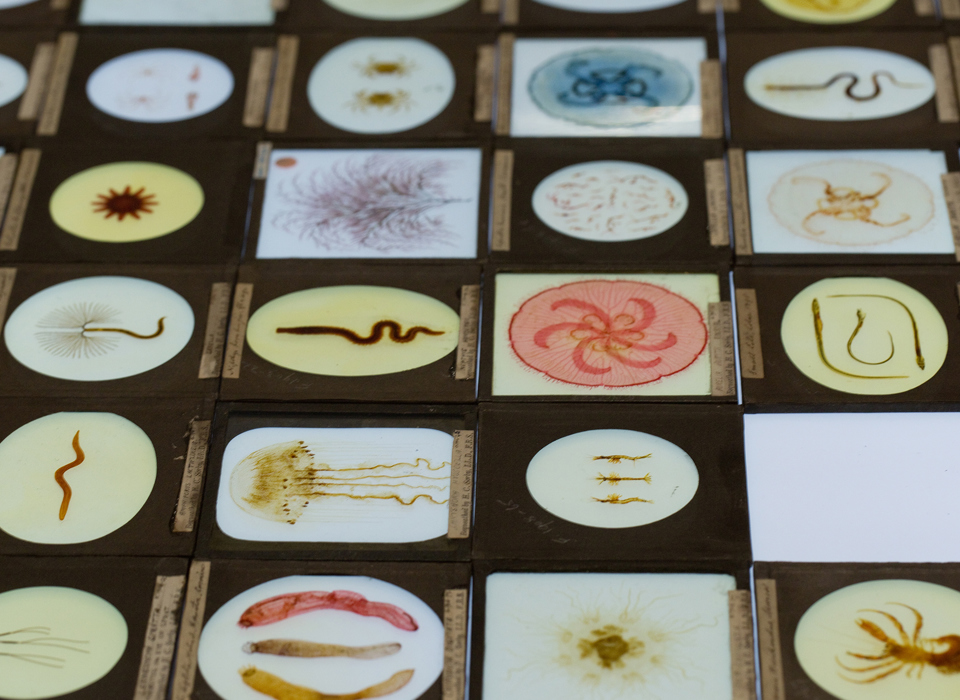 A series of specimen slides presenting natural science specimens in circular apertures