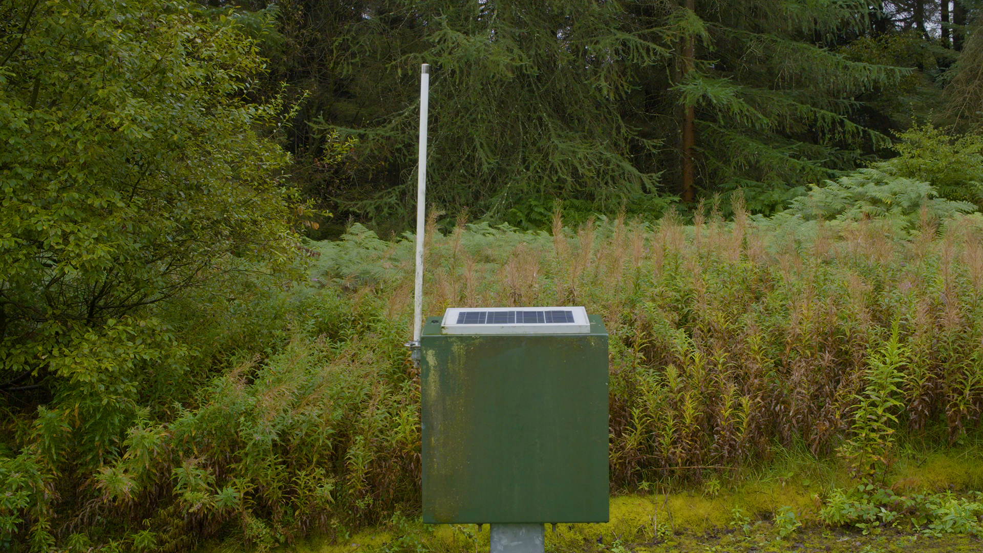 A photograph of green metal box with an aerial on the left hand side info front of bushes and trees.