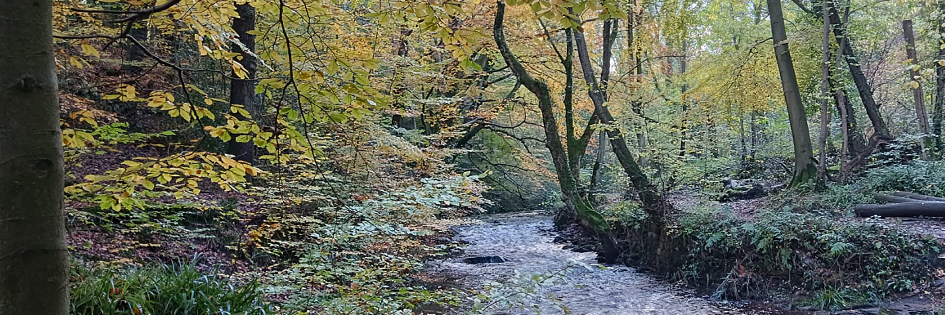 A stream running through a woodland area.