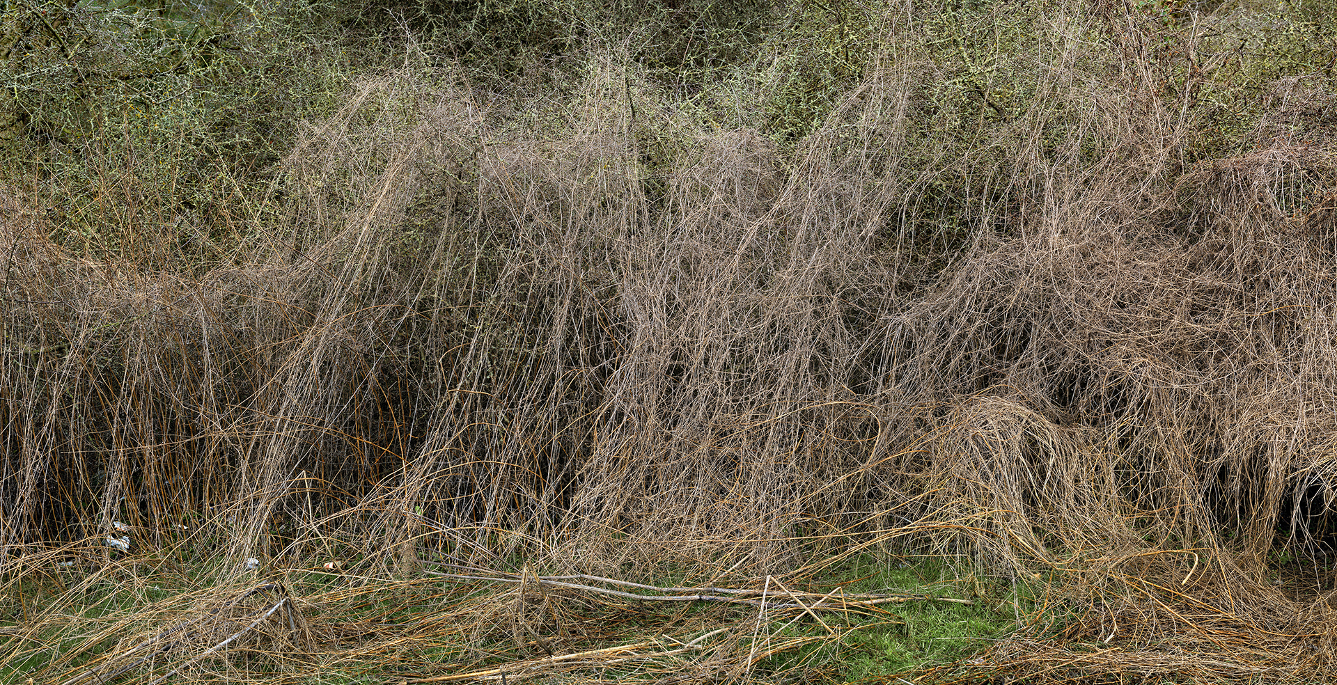 A natural scene focusing on a dense, tall hedgerow. Photographed in high definition at close range so that the twigs and branches form a pattern. 