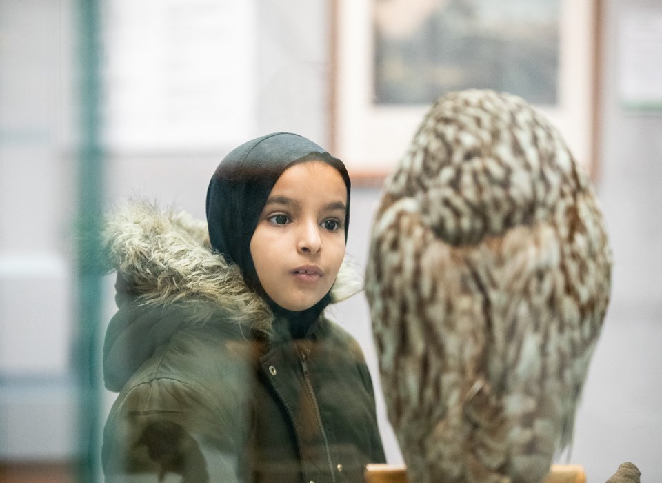 A primary school aged child looking at an owl, which is facing away from the camera.