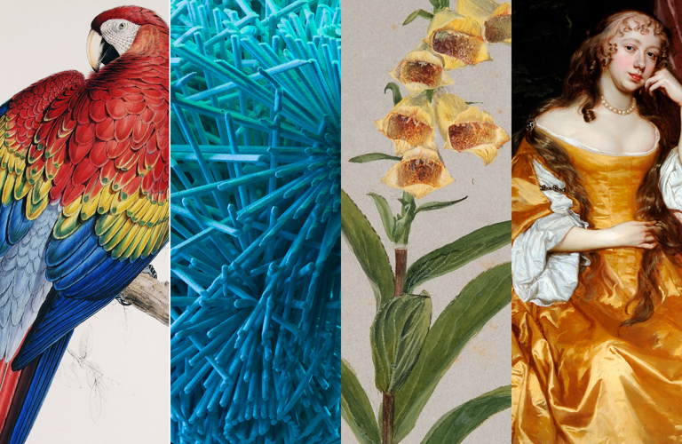 A composite image featuring, L-R: a colour ornithological illustration of a parrot; a blue sculptural form in the shape of a chalice; a colour botanical illustration of a foxglove, a historic painting of a woman in a ochre yellow dress.