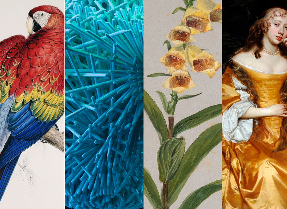 A composite image featuring, L-R: a colour ornithological illustration of a parrot; a blue sculptural form in the shape of a chalice; a colour botanical illustration of a foxglove, a historic painting of a woman in a ochre yellow dress.