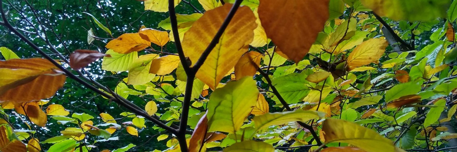 A close up photograph of a tree with orange, green and brown leaves 