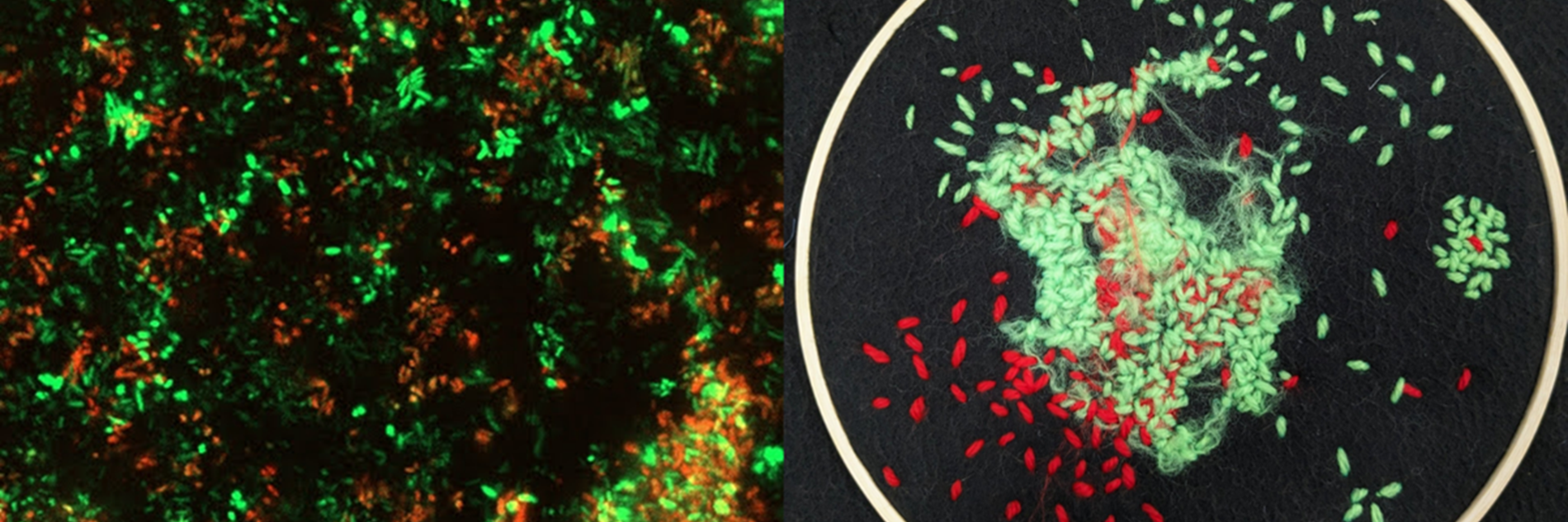 Two images (L - R) - green, yellow and brown bacteria; craft hoop with green and red stitches 