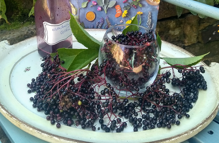 Elderflower berries, leaves and cordial on a large ceramic plate in front of a weathered brick wall. Behind the plate there is a small purple display board with various flower and leaf cuttings.  