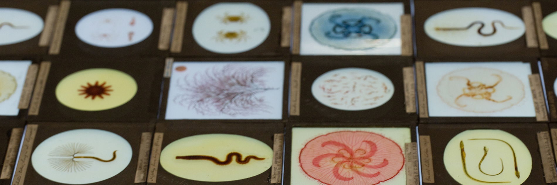 A series of specimen slides presenting natural science specimens in circular apertures