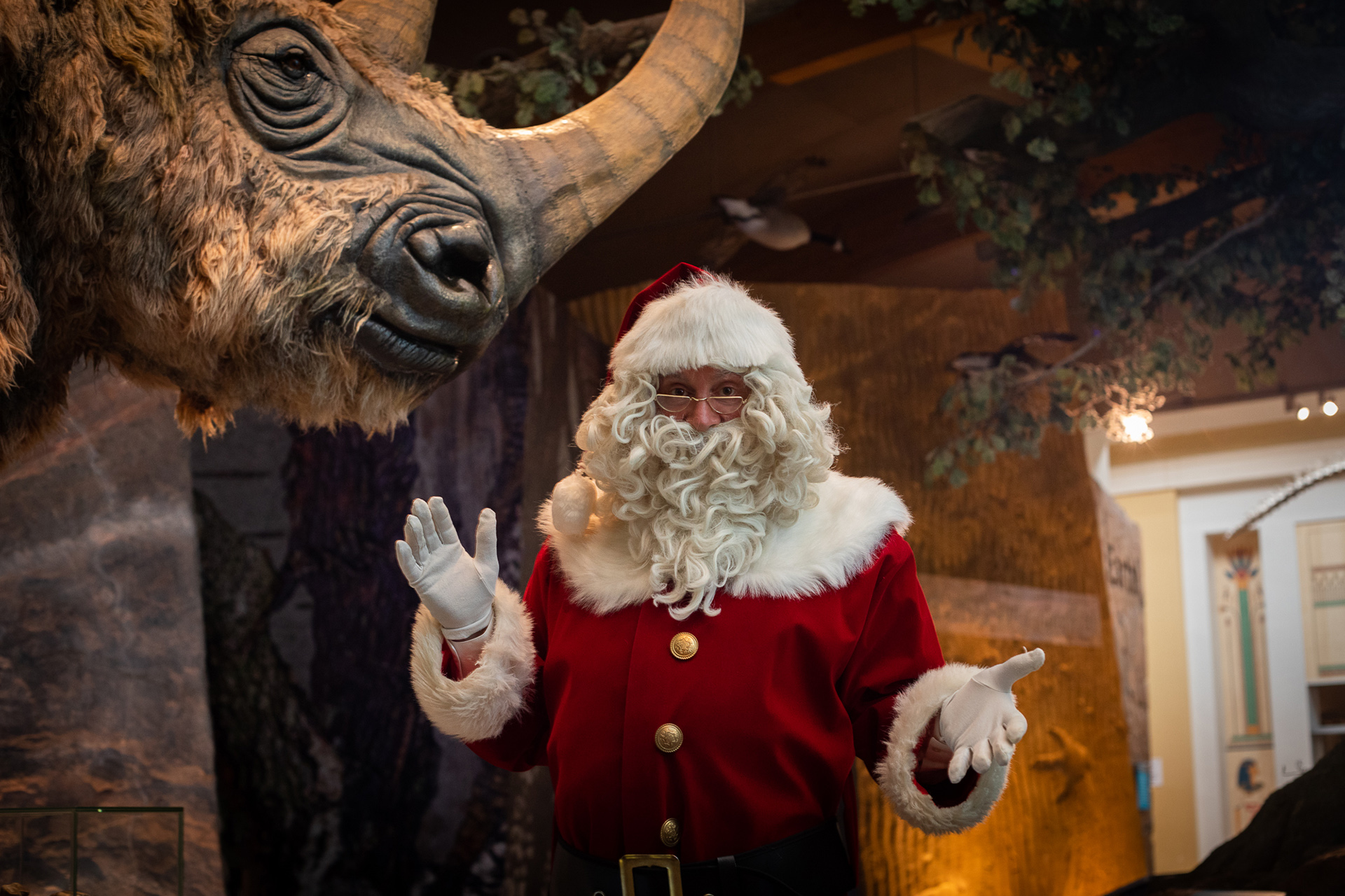 Santa is stood in front of a model of a woolly rhino in Weston Park Museum.