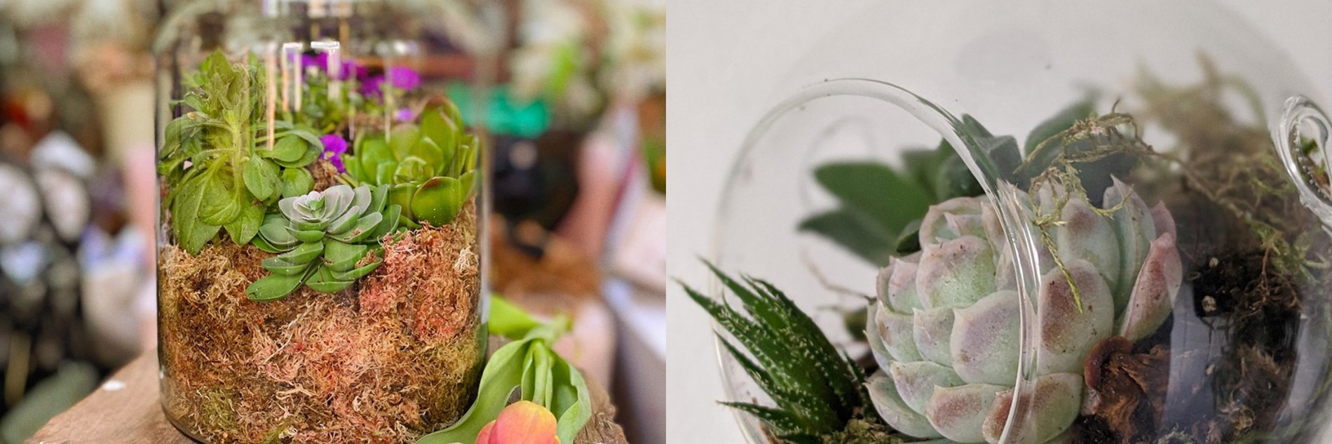 A composite image of two terrariums. The one of the left is in a jar, stood on wood. The one on the right is suspended and is circular in shape. Each have succulents in.