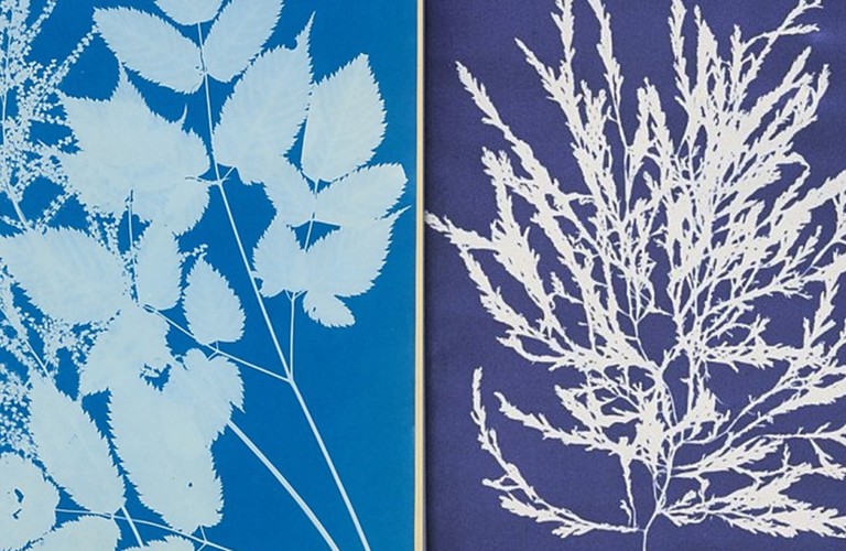A composite image of two cyanotype prints. On the left, there are two different types of leaves in white over a cyan background. On the right, there is just one type of leaf on a navy background.