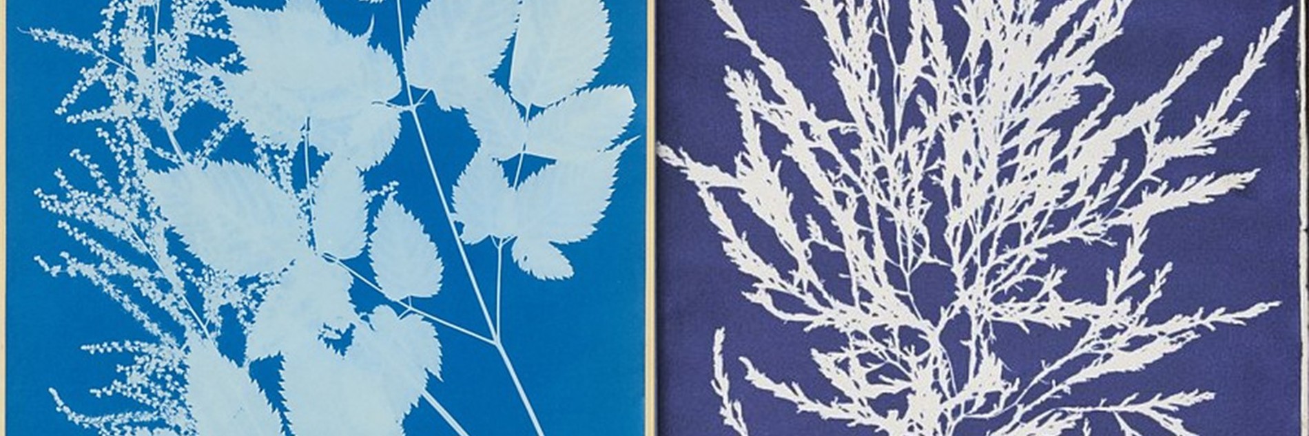 A composite image of two cyanotype prints. On the left, there are two different types of leaves in white over a cyan background. On the right, there is just one type of leaf on a navy background.