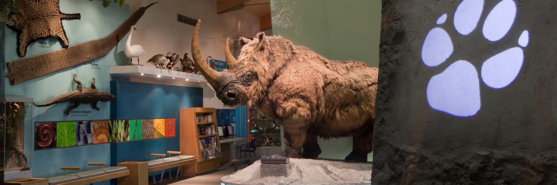 The What On Earth gallery with various taxidermized animals and birds on the wall. The centerpiece is a lifesized model of a Woolly Rhino.