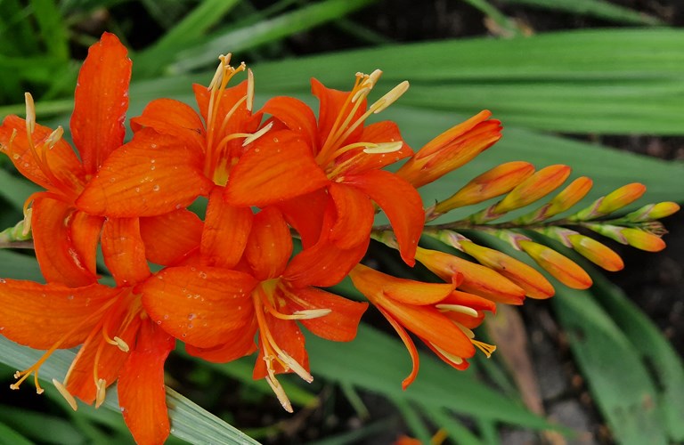 Orange flower, that looks like a small lily, with green leaves.