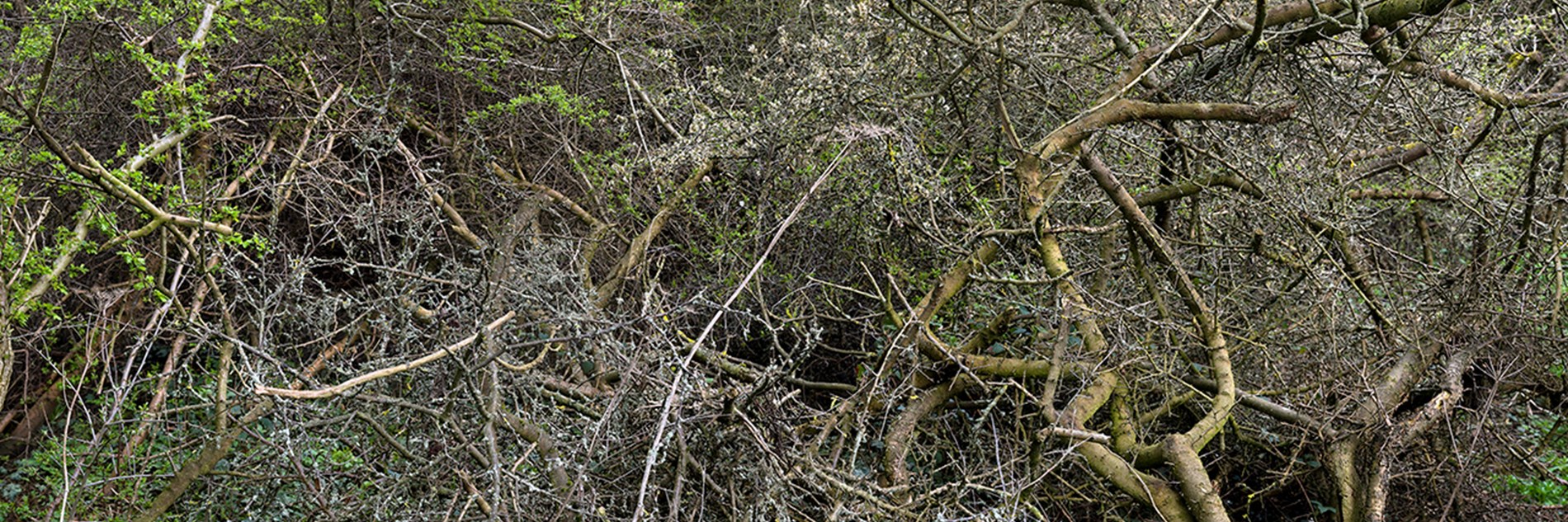 A natural scene focusing on a dense, tall hedgerow. Photographed in high definition at close range so that the twigs and branches form a pattern.