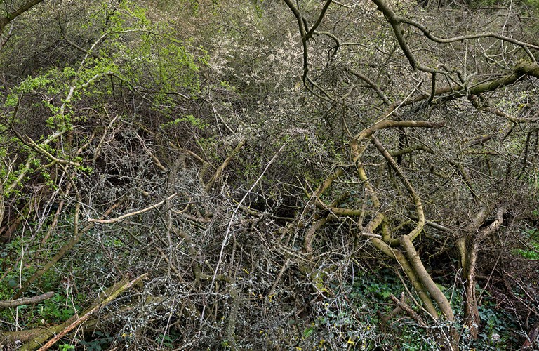 A natural scene focusing on a dense, tall hedgerow. Photographed in high definition at close range so that the twigs and branches form a pattern.