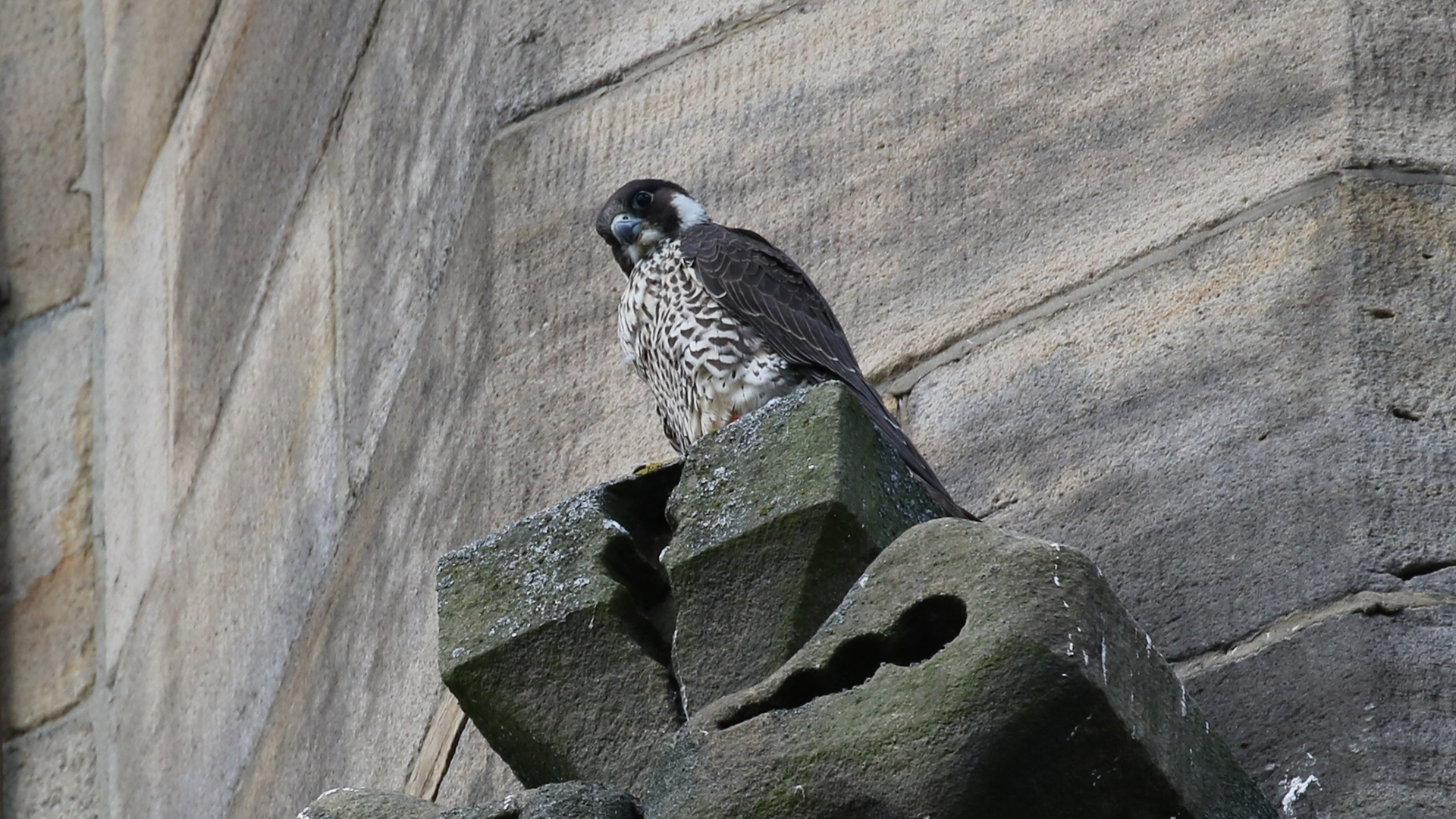 A bird with a black head, dark moustache, a chunky dark beak and a finely barred cream and brown breast. It is  perched near the edge of a stone protruding out of a rough textured wall in the background.