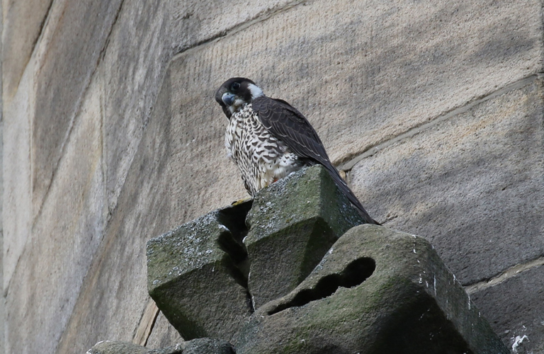 A bird with a black head, dark moustache, a chunky dark beak and a finely barred cream and brown breast. It is  perched near the edge of a stone protruding out of a rough textured wall in the background.