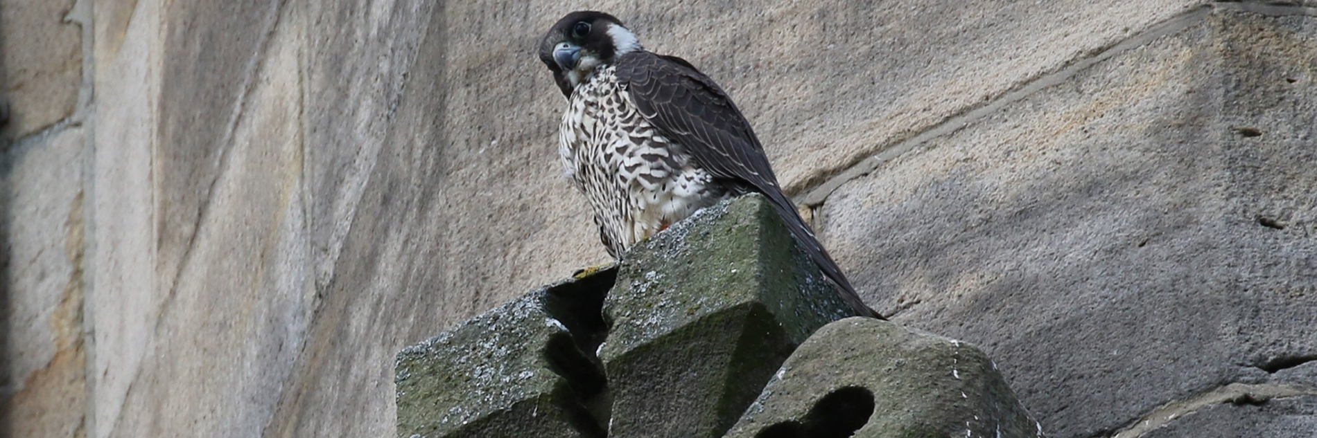 A bird with a black head, dark moustache, a chunky dark beak and a finely barred cream and brown breast. It is  perched near the edge of a stone protruding out of a rough textured wall in the background.