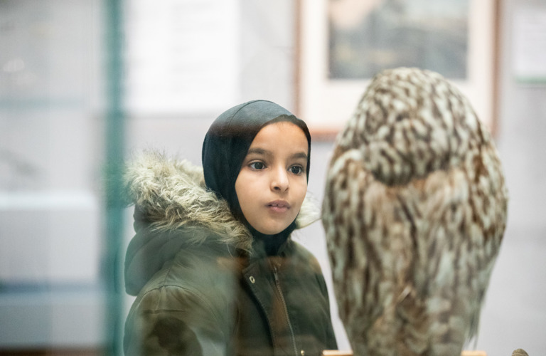 A primary school aged child looking at an owl, which is facing away from the camera.