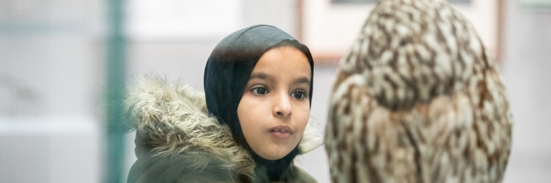 A primary school aged child looking at an owl, which is facing away from the camera.