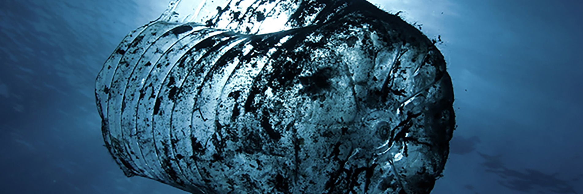 Half a plastic bottle covered in algae growth shown from underneath floating in the sea. 